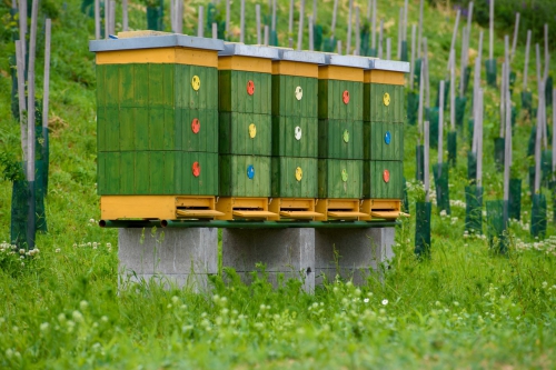 Kromě elektřiny budou Dukovany produkovat i med